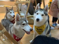 -Husky Go! 哈士奇体验馆·宠物咖啡厅狗咖