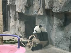 -栾川竹海野生动物园