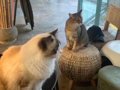 -喵屿·大理花园猫咖