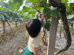 -马陆小张葡萄园农家乐