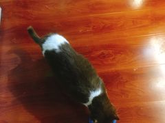 -猫小院猫主题咖啡厅(北锣店)