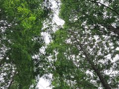 -黄海国家森林公园