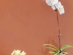 -二酉书店TOYOU BOOKS