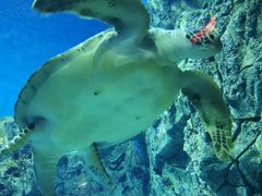 -芜湖新华联大白鲸海洋公园