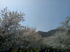 -樱花山风景区