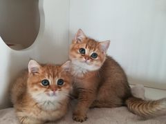 -东方名猫馆·英短金渐层布偶猫舍(环线广场1号楼店)