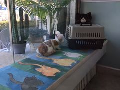 -纳吉亚猫专科动物医院·北北分院