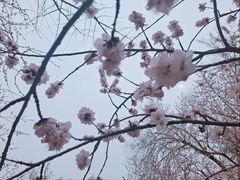 -桃花堤公园