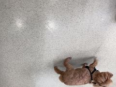 -宠颐生宠物医院·心肾内科·猫专科诊疗中心宠巢店