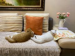 -猫大福·Fortune Cat猫舍(百子湾店)