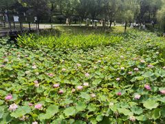-沐仙湖湿地公园