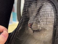 -瑞鹏宠物医院·骨科·猫科·内科(第一中心)