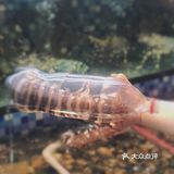这家酒店的餐厅生意很火爆，中国人开的