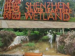 -华侨城湿地公园