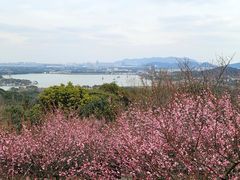 -香雪海