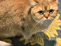 -平行世界·猫咖(首经贸店)