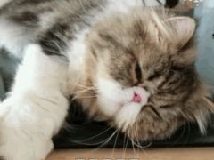 -猫大福·Fortune Cat猫舍(百子湾店)