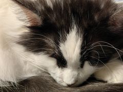 -艾贝尔宠物医院·24H转诊中心·肿瘤猫专科(江宁双龙店)