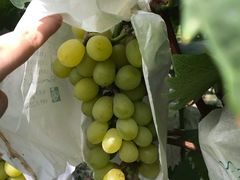 -马陆小张葡萄园农家乐