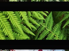-深圳仙湖植物园-停车场