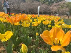 -苏州上方山国家森林公园
