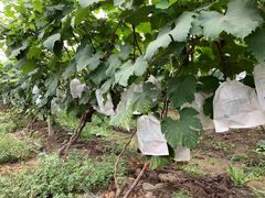 -马陆小张葡萄园农家乐