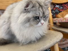 -Let's go狗咖·猫咖·奶狗·桌游(春熙路IFS店)