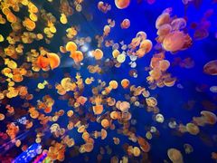 -成都浩海立方海洋公园