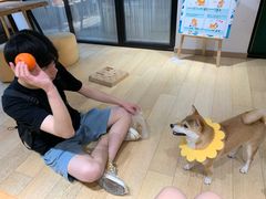 -逗柴咖啡屋·狗咖猫咖宠物桌游