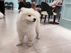 -安格丽娜·狗咖·猫咖羊驼咖(春熙路百盛商场店)