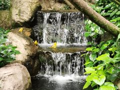 -新加坡飞禽公园