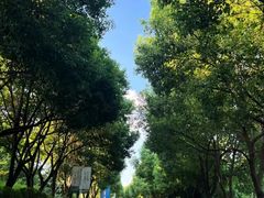 -羊山湖公园