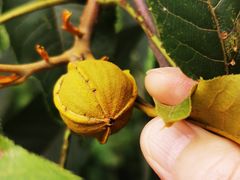 -东天目山风景区