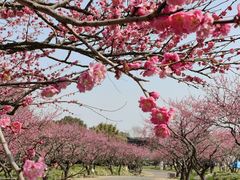 -上海海湾国家森林公园