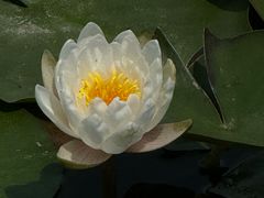 -上海鲜花港