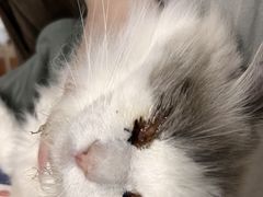 -集宠猫柠宠物生活馆