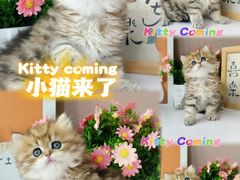 -小猫来了·猫舍(红山六九七九店)