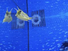 -芜湖新华联大白鲸海洋公园