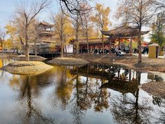 -金塔沙漠胡杨林景区