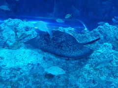 -芜湖新华联大白鲸海洋公园