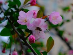 -苹果花园(桂林路店)