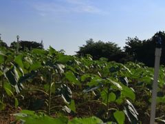 -松山湖梦幻百花洲