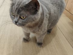 -是阿柴呀！柴犬咖啡·爱喵喵猫咖