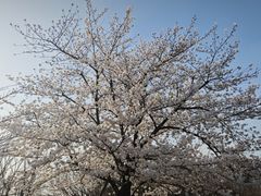 -高东镇樱花园
