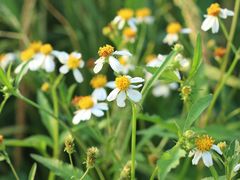 -光明小镇欢乐田园