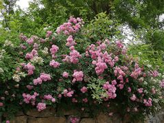 -武清南湖绿博园