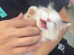 -萌宠之家·腊肠犬·马尔泰·小体犬舍