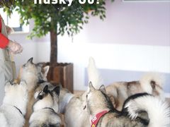 -Husky Go! 哈士奇体验馆·宠物咖啡厅狗咖