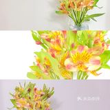 #治愈系.花#