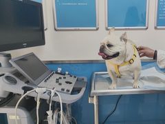 -康爱犬猫诊所·牙专科·骨外科·影像内科(丰宁店)